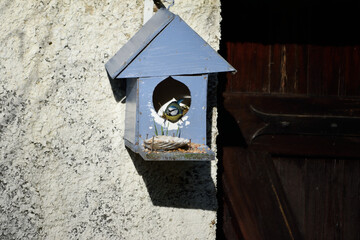 bird in the blue house 8