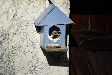 bird in the blue house 4