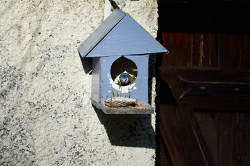 bird in the blue house 2