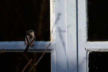 bird on the window 4