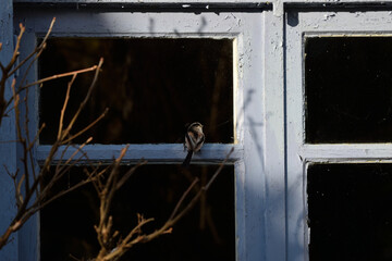 bird on the window 3
