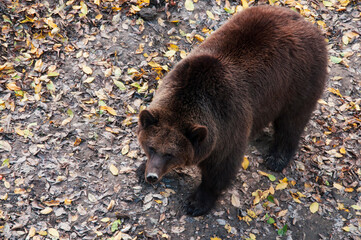 brown adult bears in the autumn forest. predatory hungry bears	