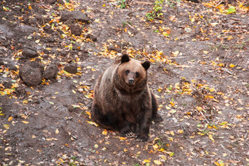 brown adult bears in the autumn forest. predatory hungry bears