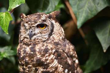 Bird, owl and relax in outdoors, nature and nocturnal animal in zoo enclosure or sanctuary. Animal, peace and calm predator in nature or forest and closeup, relax and fly creature isolated outside