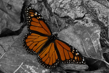 monarch butterfly on a rock