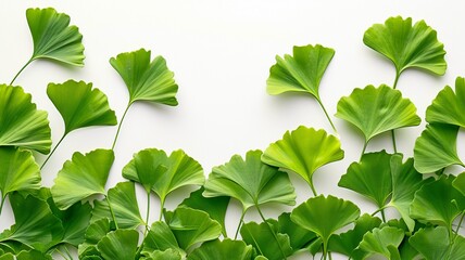 green ginkgo leaves on a white background




