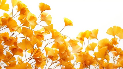 yellow leaves on withe Background