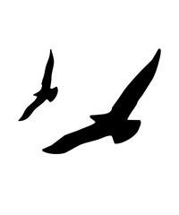 silhouette of two flying birds isolated