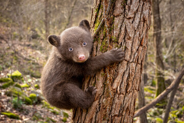 Cute Bear Cub Climbing Tree © ODell Outside