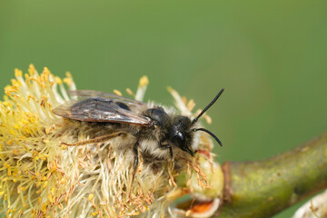 Closeup on a male Grey-backed mining bee, Andrena vaga on a pollen loaded yellow Willow catkin