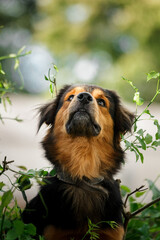 Obraz premium dog in the tree
