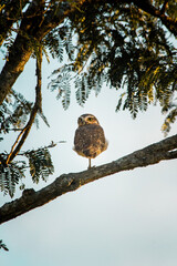 owl on branch