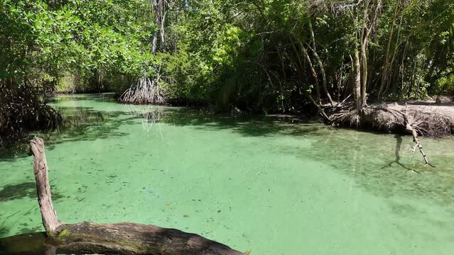 the river in the jungle