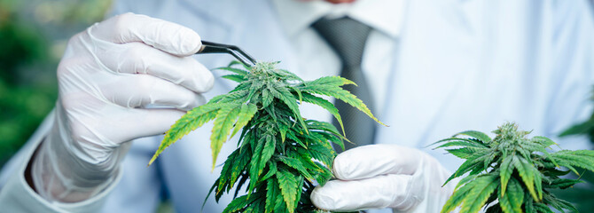 A researcher is inspecting and analyzing cannabis plants that are being grown in a greenhouse.