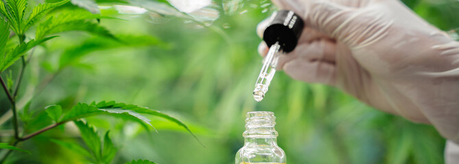 Close up of a researcher CBD Doctor holding Hemp oil in a greenhouse. Herbal alternative for...