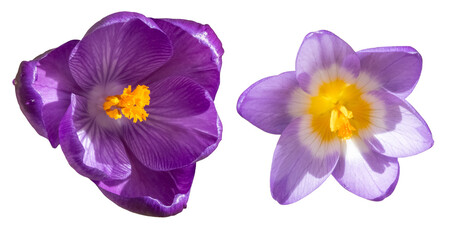 group of two violett, white and yellow colored crocus blossoms, close up, isolated picture, transparent background