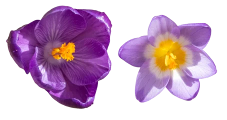 Wandcirkels aluminium group of two violett, white and yellow colored crocus blossoms, close up, isolated picture, transparent background © Jan