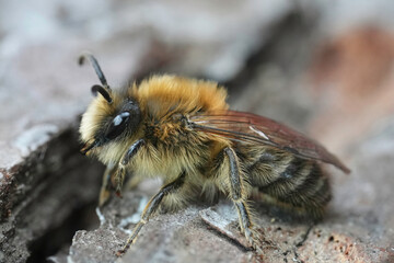 Closeup on a hairy male of the Early Cellophane Bee, Colletes cunicularius sitting on wood