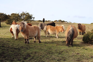 Herd of Dartmoor ponies