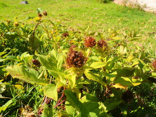 Flores medicinales encontradas en el jardín