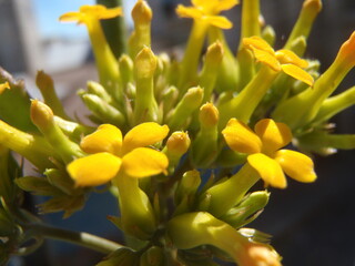 Obraz na płótnie Canvas flor amarilla cubierta de polen