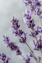 Purple Flowers on Table