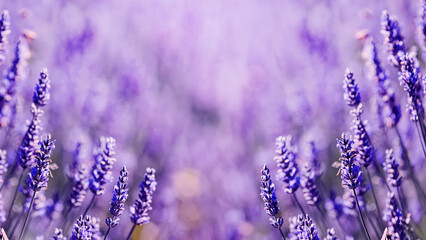 Blooming lavender flowers close-up, summer background