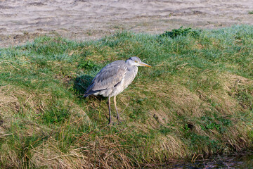 Fototapeta premium blue heron on the ditch side in the grass, ready to catch fish