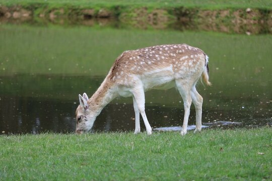 Cerf axis