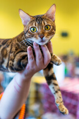 Kot Biegalski o centkowanym umaszczeniu pozujący do zdjęcia na wystawie kotów rasowych