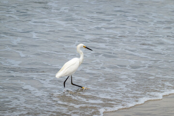 white egret with pacific ocean waves and beach