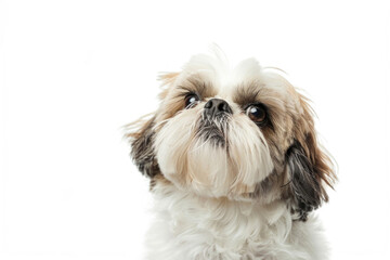 Naklejka na ściany i meble A Shih Tzu dog poses elegantly against a pristine white backdrop