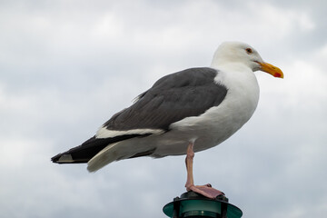 seagull on a rock