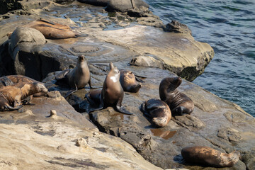sea lions on the rocks