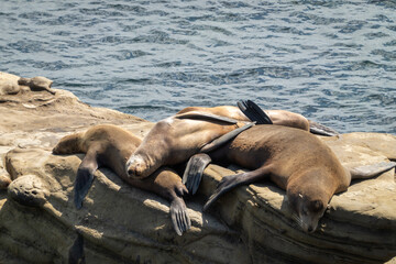 sea lions resting on a rock