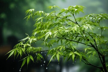 Fototapeta premium A green tree with leaves getting wet in the rain