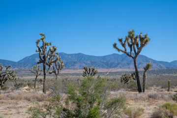 joshua trees in dessert with mountains
