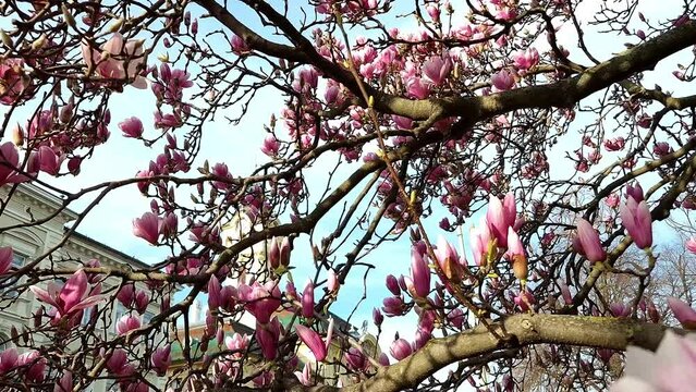 Mulan magnolia, its scientific name is Magnolia liliflora near the City Hall of Szeged