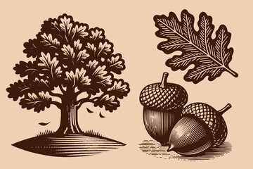 Oak tree. Designer set. Acorns, leaves. Old vintage engraving illustration. Hand drawn outline graphic. Logo, emblem, icon. Isolated object, cut out. black and white  © Victoria