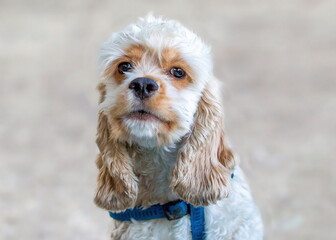 cavalier king charles spaniel dog