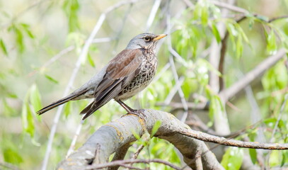 Fototapeta premium robin on a branch