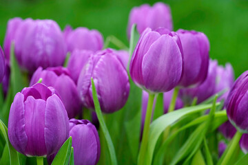 Colorful closeup on a group of purple Tulips, Tulipa flowers against a green background