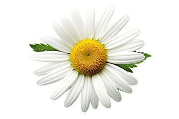 White flowers icon, 3D render style, isolated on white or transparent background.
