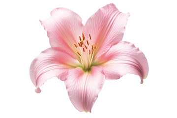 Fototapeta na wymiar Pink flowers icon, 3D render style, isolated on white or transparent background.