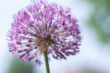 Allium hollandicum persian onion dutch garlic purple sensation flowering plant, ornamental flowers in bloom - obrazy, fototapety, plakaty