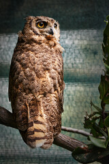 Animal, zoo and tree with owl in nature for environment, wildlife and predator. Farm, endangered...