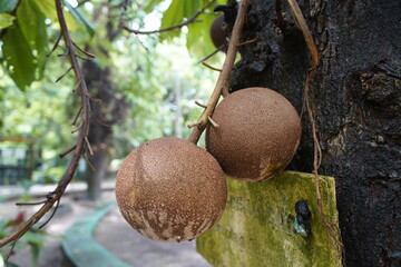 Fruits of Couroupita guianensis, known by a variety of common names including cannonball tree, is a...