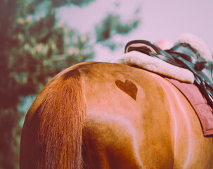 The horse has a heart-shaped mark on its backside. Equestrian sports are a source of love and...