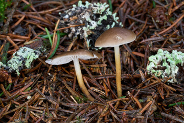 Strobilurus esculentus mushroom in the needles. Known as Sprucecone cap. Wild brown mushrooms in the spruce forest.
