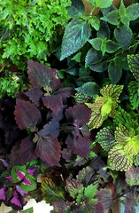 Coleus plant. Beautiful coleus flower, bright yellow and red leaves. Flowers in the garden. Floriculture. A flowerbed with decorative flowers. Gardening. Colorful plant in the garden. Coleus in a pot